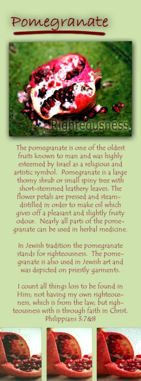 pomegranate_beskrywing